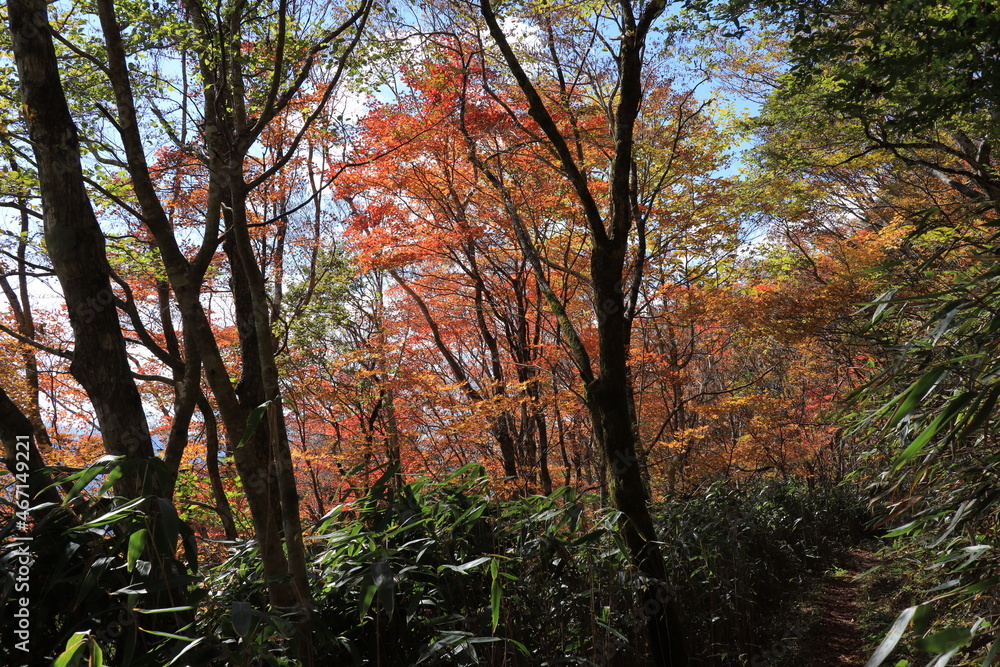 天空の爽回廊　秋の紅葉