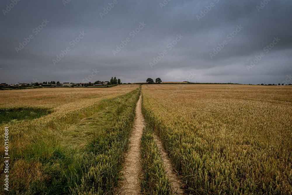 Fototapeta premium field of wheat with blue grey clouds