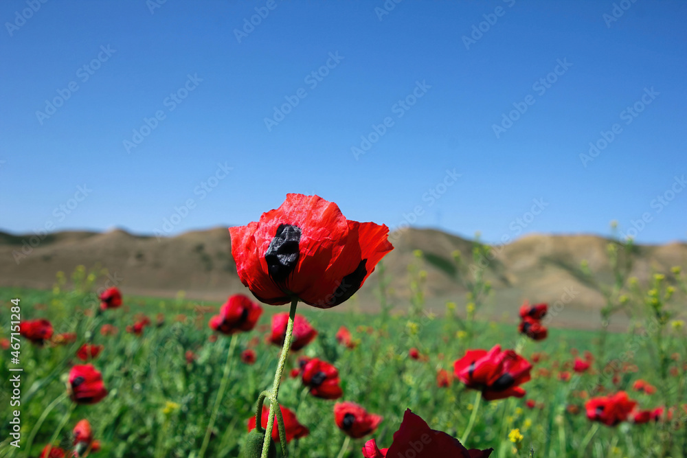 Fototapeta premium poppy field with bush and blue sky