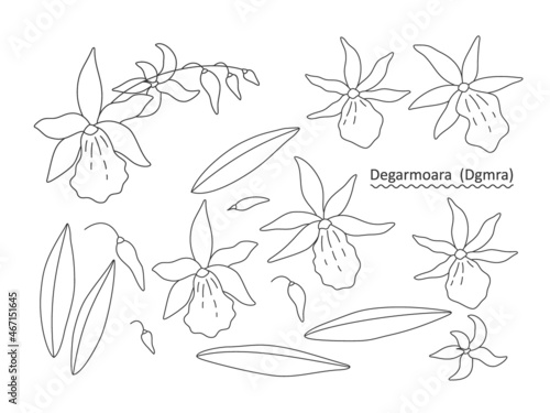 Sprig  flowers  buds and leaves of an orchid  Degarmoara  on a white background. Set of simple floral elements for your design. Line art vector illustration.