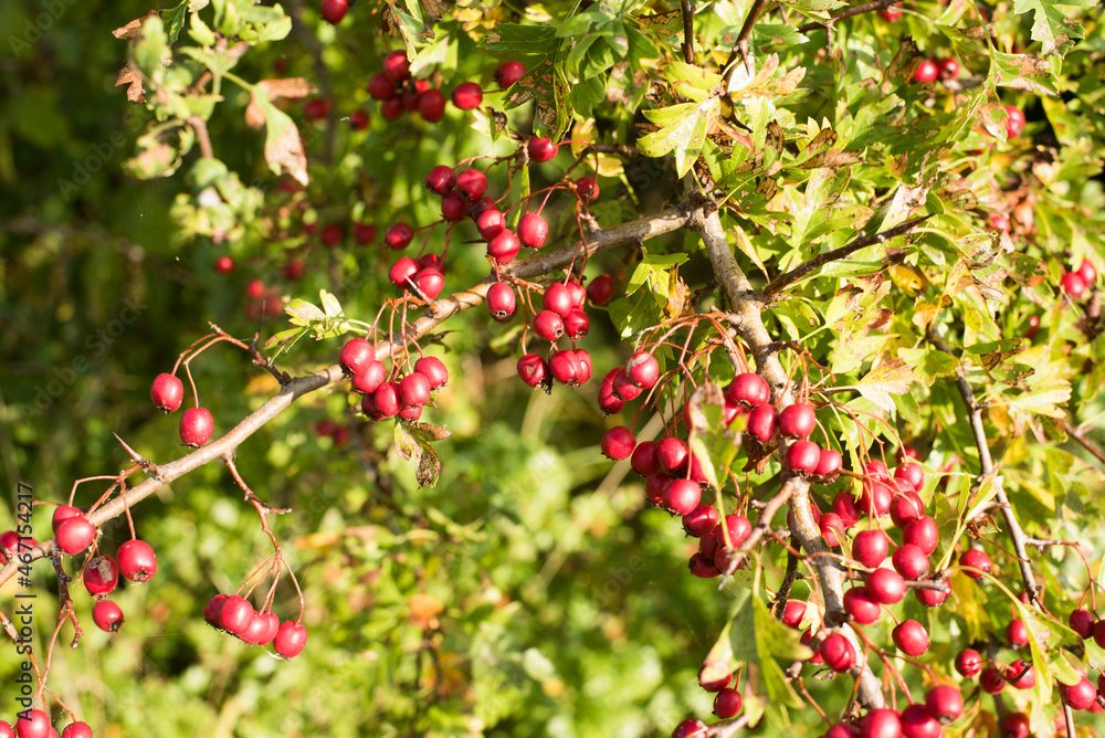 red berry and yellow leaves