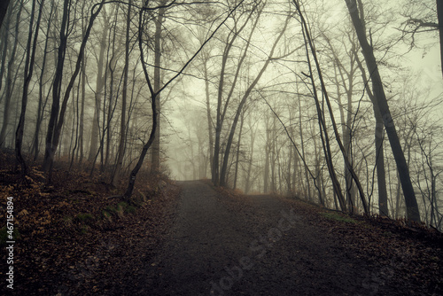 Autumn forest and path on foggy morning