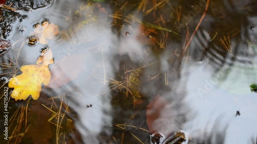 Raindrops fall on a puddle with autumn leaves