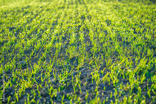Field with sprouts of oats in the early morning