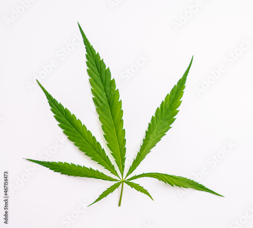 Marijuana leaf on white background