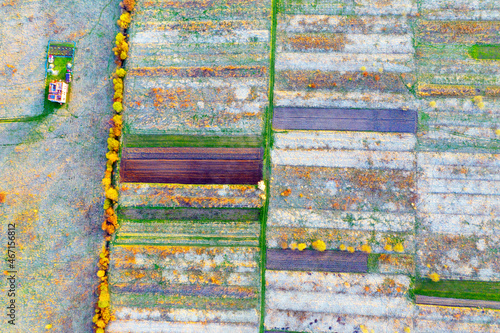 Aerial drone photo of flowering fields