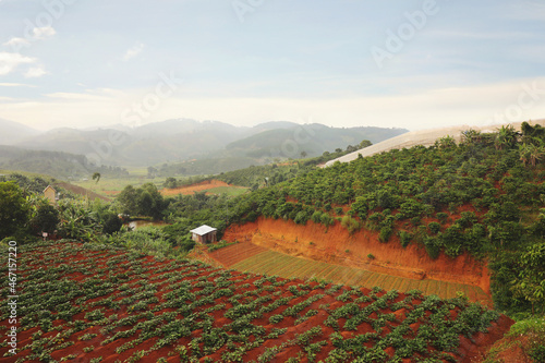 Beautiful coffee area landscape, Vietnam.