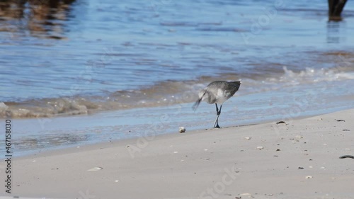 Willet bird eating a sand flea along the beach up close photo