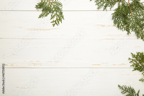 White background with thuja branches. Place for text. Flat lay,