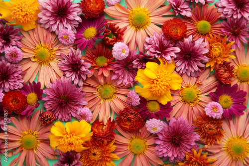 Beautiful pink and yellow Chrysanthemum background. Top view.