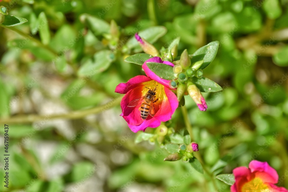 Obraz premium bee inside the flower