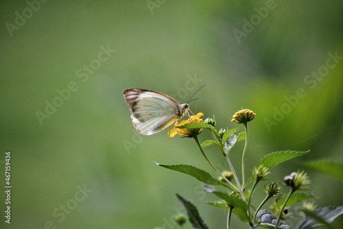 butterfly