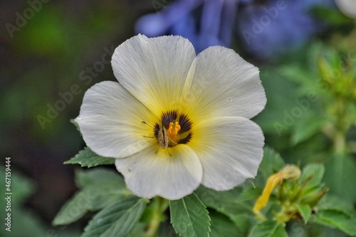 bee on flower