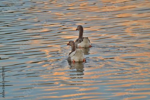 goose at lake