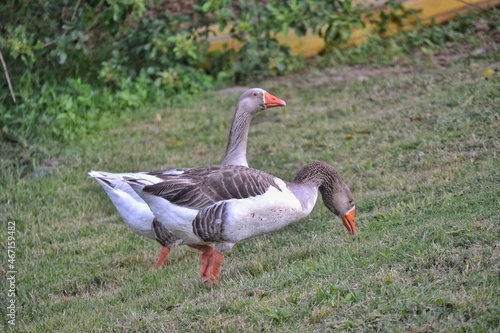 goose on the grass