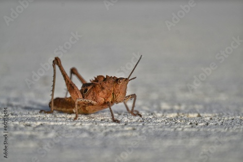 cricket