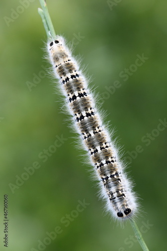 caterpillar on a branch © UMIT