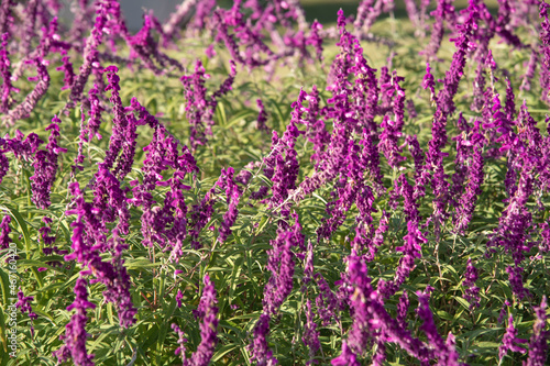Salvia leucantha field of lavender