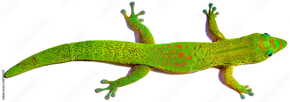 Fototapeta premium Gecko vert avec une queue régénérée, phénomène d’autotomie, fond blanc 