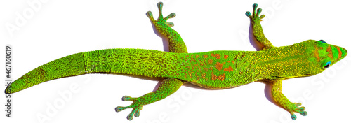 Gecko vert avec une queue régénérée, phénomène d’autotomie, fond blanc 