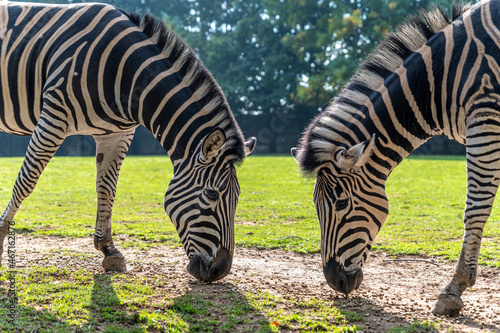 zebras