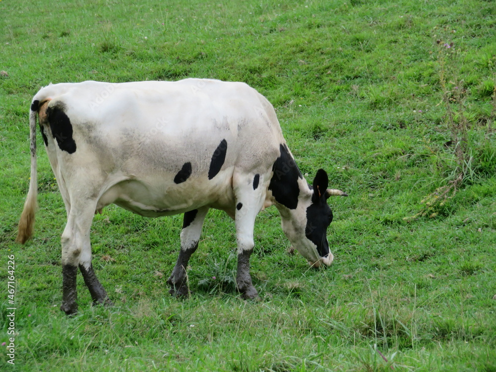 beautiful cows meadows pasture animals herbivorous farm beautiful cows meadows pasture animals herbivorous farm