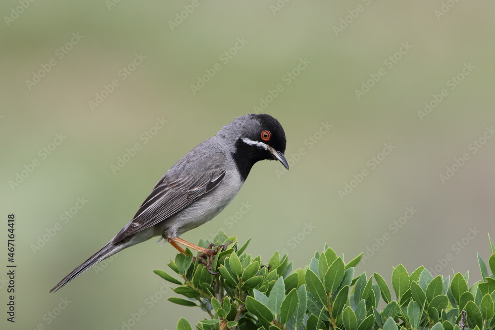 Obraz premium Rüppell`s Warbler (Sylvia ruppeli) bird