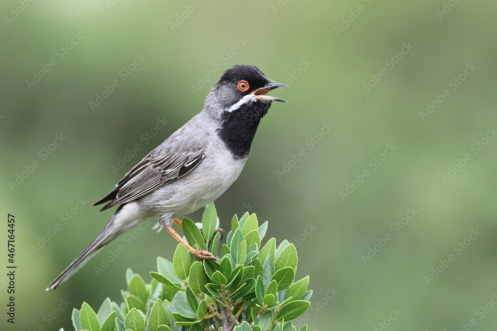 Obraz premium a singing Rüppell`s Warbler (Sylvia ruppeli )