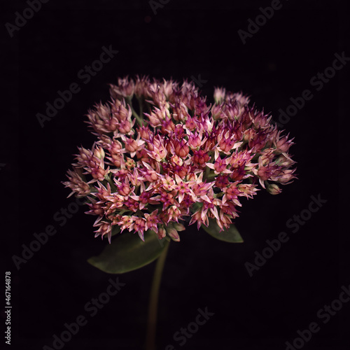 Pink flowers of hylotelephi...