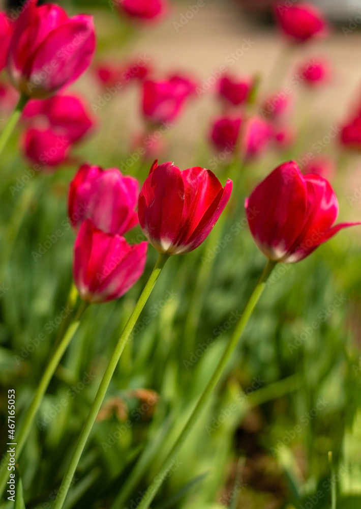 Blooming tulip buds in the park, selective focus Blooming tulip buds in the park, selective focus