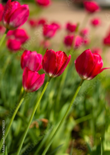 Blooming tulip buds in the park  selective focus