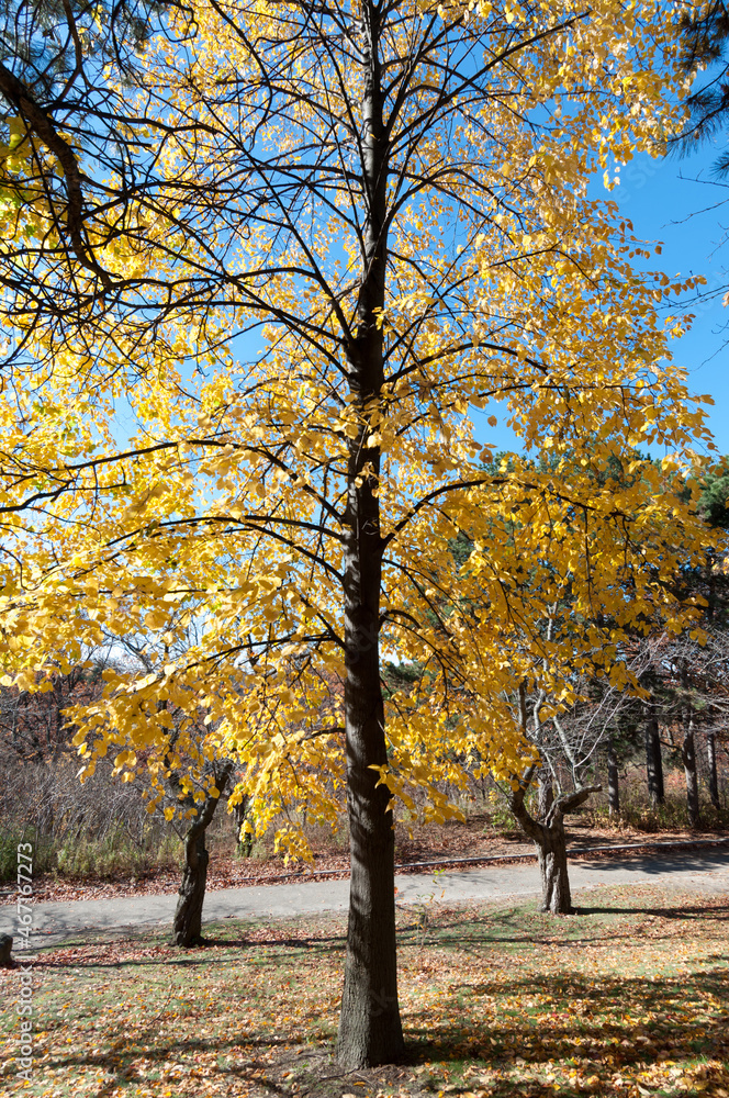 Fototapeta premium autumn in the park