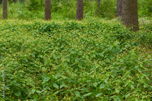 Kleines Springkraut (Impatiens parviflora)