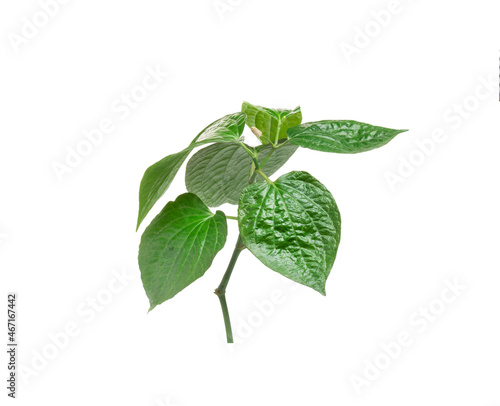 Green betel leaf isolated on the white background