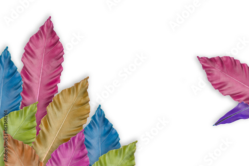 Ornamental leaves for decoration and display Colorful tropical leaves are perfect for backgrounds.