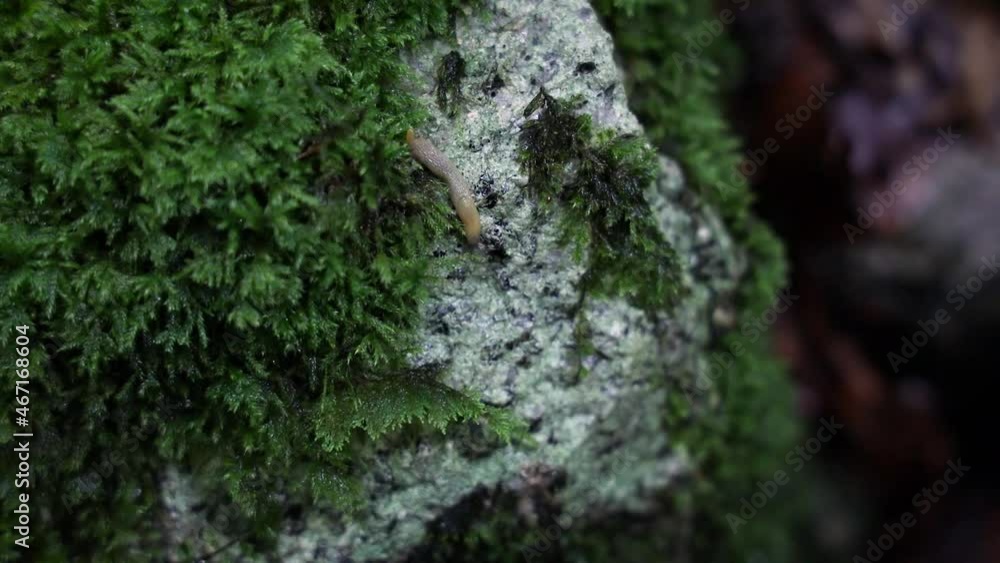 Small Orange Slug Slithering Over a Moss Covered Stone, Ireland Small Orange Slug Slithering Over a Moss Covered Stone, Ireland