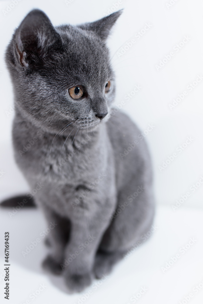 British shorthair kitten sitting on a white table