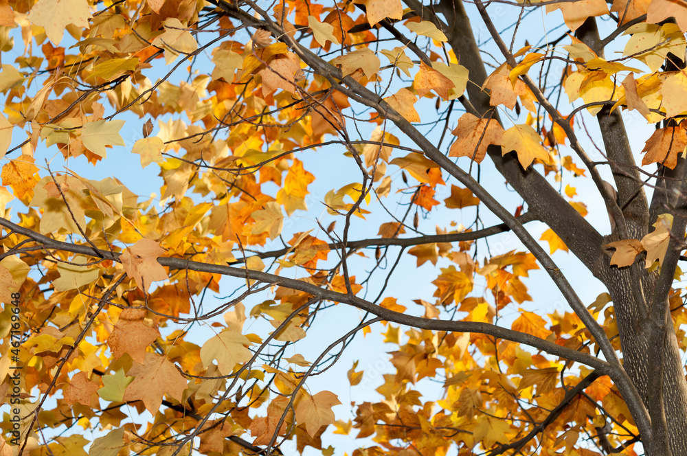 autumn leaves against blue sky autumn leaves against blue sky