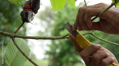 Propagating Kratom plants by grafting method. Close up leaves and branches of Mitragyna speciosa. Kratom leaves contain addictive substances and are used as a type of medicine.