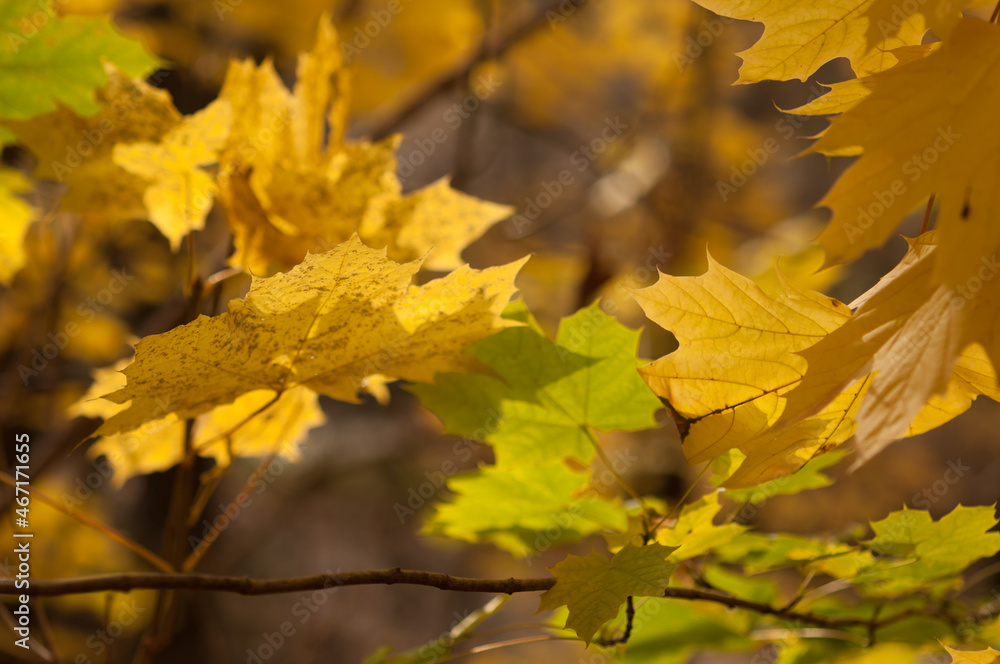 yellow maple leaves