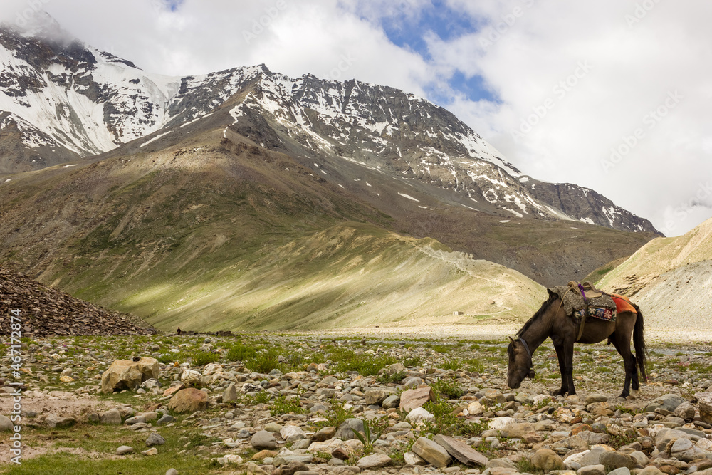 A brown horze grazing with a snow capped Himalayan mountain in the background in the Zanskar region of Ladakh in India.