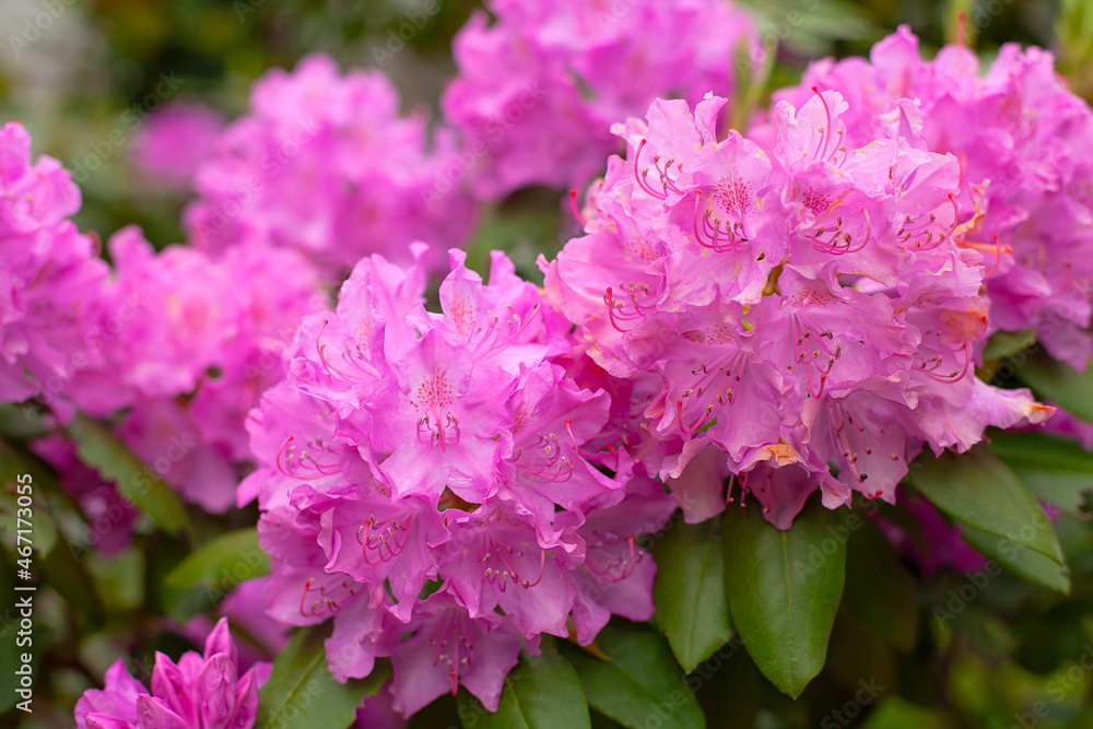 rhododendron blooming in summer garden