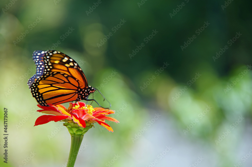 Fototapeta premium Monarch butterfly on wild flower