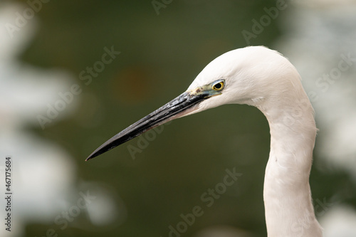 Portrait of a little white egret in front of water