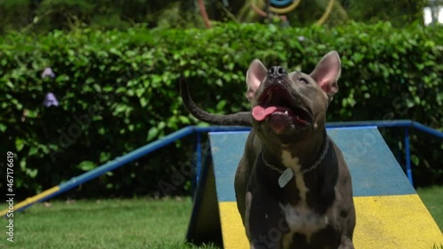 Pit bull dog playing in the park. Jumping in the circle like a tire and going up the ramp to do exercises. Slow Motion 120fps.