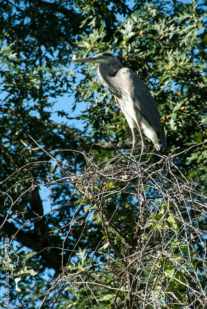 Fototapeta premium great blue heron