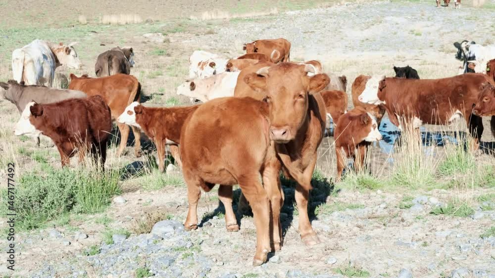 Cows graze in the rocky steppe. Herd of animals in pasture. Slow motion Cows graze in the rocky steppe. Herd of animals in pasture. Slow motion