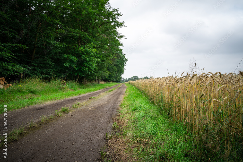 Country road between forest and wheat field in late summer with cloudy sky 