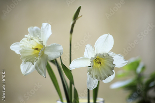 Fototapeta Naklejka Na Ścianę i Meble -   A White Narcissus. High quality photo