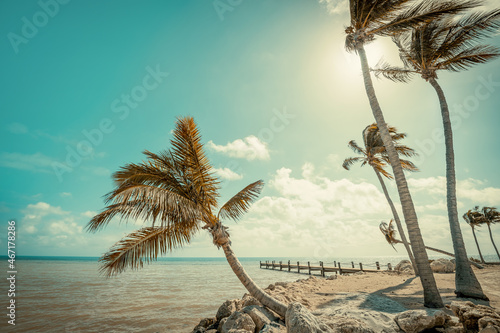 tropical background with pa...